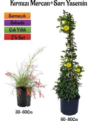 Die Grup Gardenbox Kırmızı Mercan Çiçeği Fidanı + Sarı Yasemin Fidanı 2'li Bahçe Peyzaj Seti