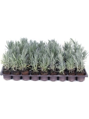 Die Grup Lavanta Bitkisi Fidesi 10 Adet Viyol'de - Lavandula