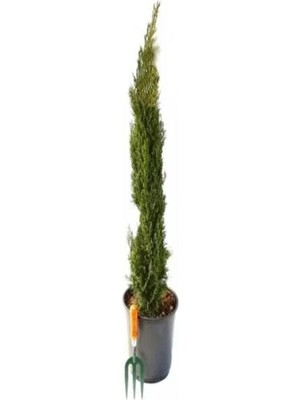 Die Grup Videolu Kara Selvi Fidanı 1 Adet Dikime Hazır Mezarlık Ağacı 35-65CM Saksılı (Black Pine Sapling)