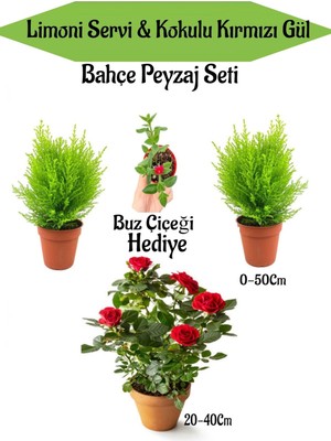 Die Grup Serada Decor & Plant Bahçe Peyzaj Seti, 2 Adet Limoni Servi Çamı, 1 Adet Kırmızı Gül, Buz Çiçeği Hediye