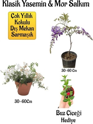 Die Grup Nura Botanik Mis Kokulu Klasik Yasemin Çiçeği, Mor Salkım Ağacı Fidanı, Buz Çiçeği Hediyeli Peyzaj Seti, 30-60 cm