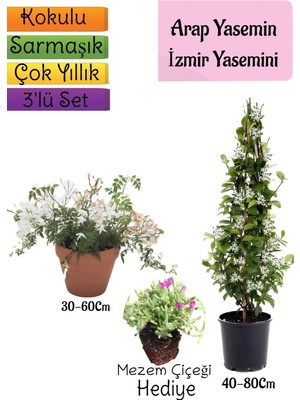 Die Grup Nura Botanik Kokulu Arap Yasemini, Izmir Yasemini, Mezem Çiçeği 3'lü Bahçe Seti