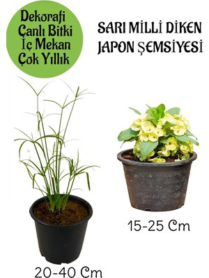 Die Grup Nura Botanik Japon Şemsiyesi Saksılı + Sarı Milli Diken Tacı Saksılı Salon Bitkisi Seti, 20-40 Cm, 15-25 cm