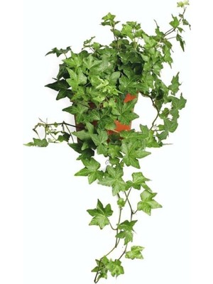 Die Grup Bitkim Sende Hedera Helix Sarmaşığı 30-60 cm Saksılı Ofis-Ev Bitkisi, Yeşil