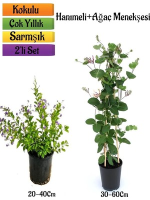 Die Grup Gardenbox Duranta Mor Ağaç Menekşesi + Kokulu Hanımeli Çiçeği Fidanı 2'li Bahçe Peyzaj Seti