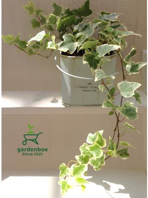 Die Grup Nura Botanik Beyaz Alacalı Hedera Helix Sarmaşık, Saksılı, 30-60 cm