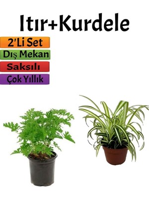 Die Grup Gardenbox Yoğun Kokulu Itır Çiçeği (10-20 Cm) + Kurdela (5-10 Cm) Dış Mekan Bitkisi, 2'li Set