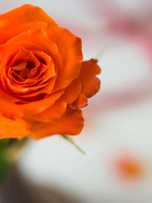 Die Grup Nura Botanik Turuncu Yediveren Kokulu Gül Fidanı, 10-15 Cm, 1 Adet, Orange Rose