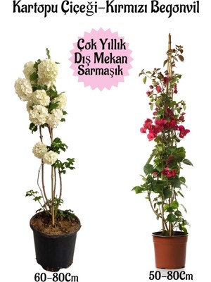 Die Grup Serada Decor & Plant Kartopu Çiçeği ve Kırmızı Begonvil Saksılı Dış Mekan Bahçe Seti, 2 Adet