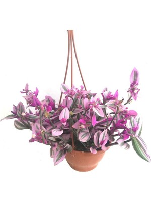 Telgraf Çiçeği Askılı Saksı, Pembe, 94865152