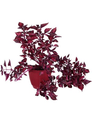 Die Grup Nura Botanik Çingene Şalvarı (Iresine Herbstii), 20-40 Cm, 1 Litre Saksı, Bordo
