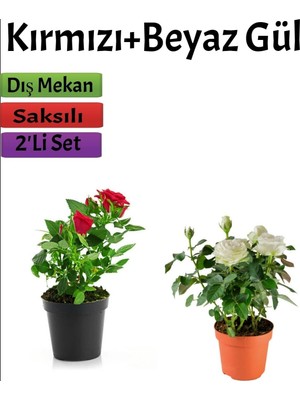 Die Grup Gardenbox 2'li Bahçe Seti Kırmızı + Beyaz Gül Fidanı Saksılı Dış Mekan Bitkileri