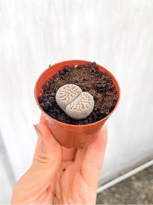 Die Grup Nura Botanik Taş Kaktüs Lithops 5.5 cm Saksıda