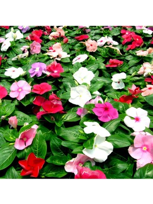 Die Grup Gardenbox Karışık Renk Rozet Çiçeği Fidanı, 10'lu Set, 15-25 cm Saksılı, Catharanthus Roseus