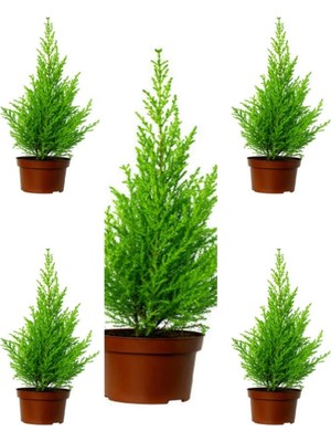 Die Grup Serada Decor & Plant Limoni Servi, 20-30 Cm, 5 Adet Tüplü Dış Mekan Bitkisi, Cupressus Macrocarpa, Yeşil