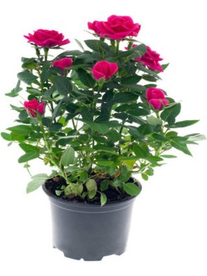 Die Grup Gardenbox Pembe Kokulu Yediveren Gül Fidanı, Saksılı, 50-70 Cm, Dış Mekan