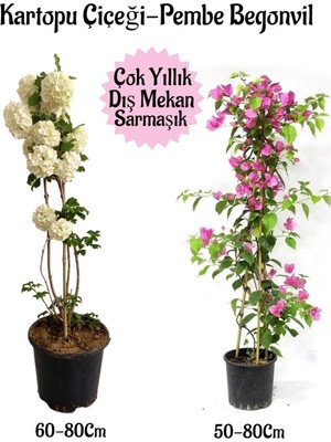 Die Grup Gardenbox Kartopu Çiçeği, Pembe Begonvil, Küstüm Çiçeği Hediyeli Saksılı Bahçe Seti, Çok Renkli