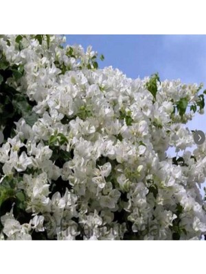 Die Grup Serada Decor & Plant Begonvil Fidanı Beyaz Renk, 50-100 Cm, Sarmaşık Begonvil