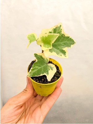 Die Grup Nura Botanik Beyaz Alacalı Hedera Helix Sarmaşığı, 15-25 cm Saksıda, Dış Mekan Sarmaşık