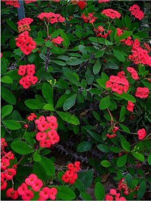 Die Grup Nura Botanik Kırmızı Milli Dikenler Tacı Çiçeği, 1 Adet Saksılı, 15-25CM, Euphorbia, Bahçe-Salon Bitkisi