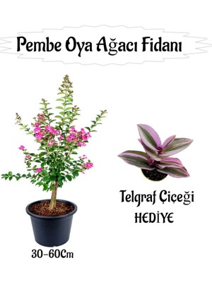 Die Grup Gardenbox Pembe Oya Ağacı Fidanı Saksılı 30-60CM, Telgraf Çiçeği Hediyeli