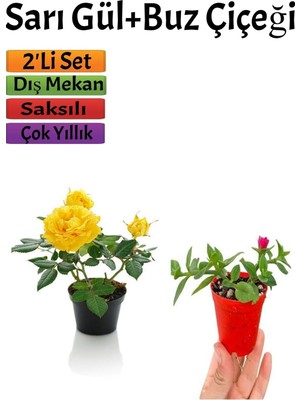Die Grup Gardenbox Sarı Gül Fidanı + Buz Çiçeği Fidanı Seti, 15-25 Cm, Saksılı, Çok Renkli