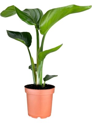Die Grup Nura Botanik Starliçe Cennet Kuşu Saksılı, 20-40 Cm, Iç Mekan Çiçeği