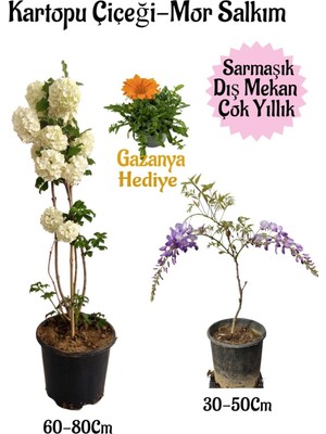 Die Grup Gardenbox Kartopu Çiçeği, Mor Salkım, Gazanya Hediyeli Saksılı Bahçe Seti, Çok Renkli