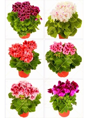 Die Grup Nura Botanik Karışık Renkli Canlı 2 Adet Sardunya Fidesi, 20-40CM, Saksılı, Geranium