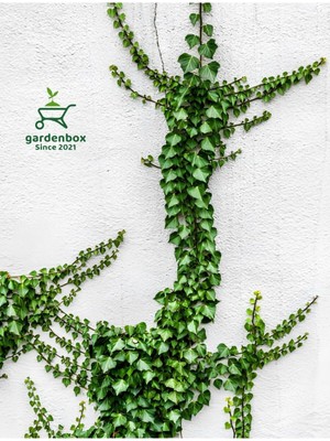 Die Grup Nura Botanik Hedera Helix Duvar Sarmaşığı, Makrome Saksılı, Yeşil, 20-40 Cm, 1 Adet