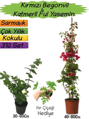 Die Grup Gardenbox Kırmızı Begonvil, Katmerli Ful Yasemin, Itır Çiçeği Hediyeli 3'lü Peyzaj Seti