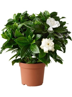 Die Grup Nura Botanik Kokulu Gardenya Çiçeği Fidanı, 20-30 Cm, Saksılı, Beyaz
