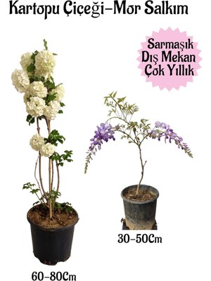 Die Grup Gardenbox Kartopu Çiçeği + Kokulu Mor Salkım Saksılı Bahçe Peyzaj Seti, Çok Renkli
