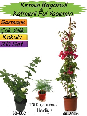 Die Grup Nura Botanik Kırmızı Begonvil, Katmerli Ful Yasemin, Tül Kuşkonmaz 3'lü Peyzaj Seti