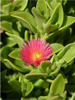 Die Grup Nura Botanik Buz Çiçeği Fidesi, 30 Adet, 15-30CM Saksılı, Ice Flower