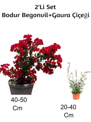 Die Grup Nura Botanik Kırmızı Bodur Begonvil + Gaura Çiçeği 2'li Set, Dış Mekan Bitkisi