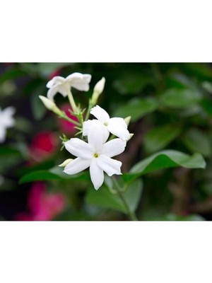 Nura Botanik Küçük Boy Güzel Kokulu Katmersiz Yasemin (Jasminum Sambac)