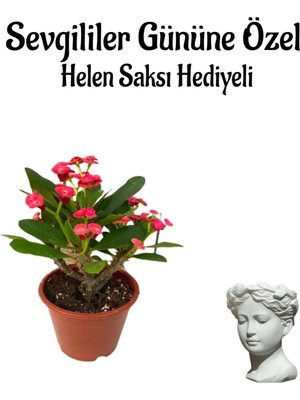 Kadınlar Gününe Özel Kırmızı Renk Milli Diken-Kaktüs Helen Saksı Hediyeli, BTS001NA0341