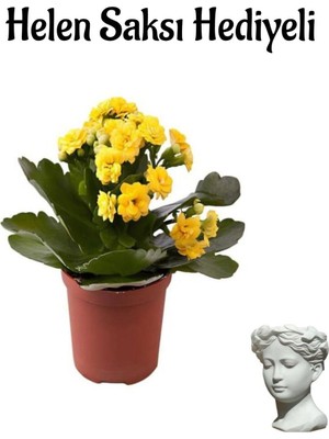 Avantajlı Sarı Renk Kalanşo(Kalanchoe) Çiçeği Sevgililer Gününe Özel Helen Saksı