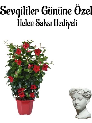Öğretmenler Gününe Özel Kokulu Kırmızı Renk Sarmaşık Mandevilla Helen Saksı Hediyeli