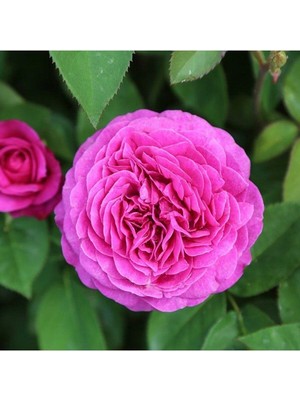Videolu Yediveren Aşılı Kokulu Isparta Pembe Gül Fidanı 2 Adet Saksılı 50-90 cm (Pink Rose)