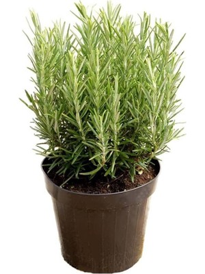 Die Grup Biberiye Bitkisi Çiçek Açan Cins 25-35CM Aromatik (Rosmarinus Officinalis) 14CM Saksıda