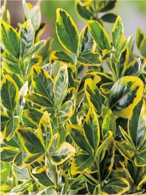 Videolu 1 Adet Alacalı Taflan Çiçeği Fidanı 40-60CM Saksılı (Spirea)