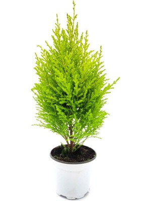 Nura Botanik Limoni Servi Altın Gerçek Çam, 30-50 Cm, 1 Adet Saksılı