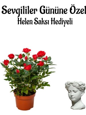 Nura Botanik Anneler Gününe Özel Kırmızı Gül Fidanı, Helen Saksı