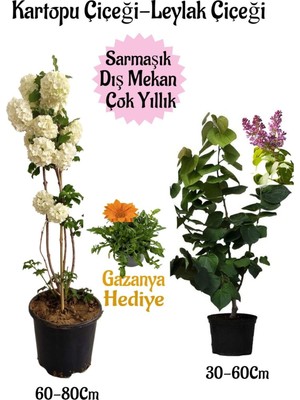 Die Grup Kartopu Çiçeği 1 Adet +Kokulu Leylak1 Adet+Turuncu Gazanya Hediye Saksılı Bahçe Seti