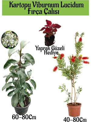Die Grup Kartopu Viburnum Lucidum 1 Adet+Fırça Çalısı 1 Adet+Yaprak Güzeli Hediye Bahçe Bitkisi, BTS1852024NA22