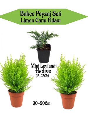 Die Grup Bahçe Peyzaj Seti 2 Adet Limoni Servi Fidanı+ Hediye Mini Leylandi Fidanı, BTSNN23032457