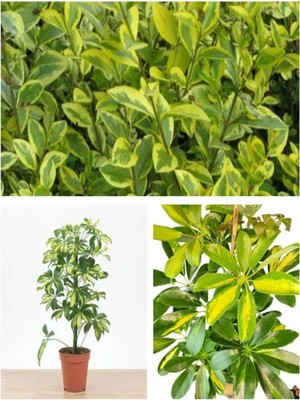 Die Grup Videolu Çift Dal Alacalı Şeflera Çiçeği 50-80 cm Saksılı Iç Mekan Bitkileri (Schefflera), Btssflr9