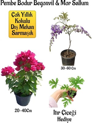 Die Grup Pembe Bodur Begonvil+Mor Salkım Ağacı Fidanı Itır Çiçeği Hediyeli Bahçe Peyzaj Seti
